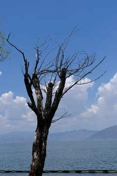 Bare tree by calm lake under blue sky Stock Photos