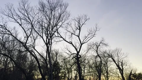 Bare Tree Canopy Silhouetted Against Pale Evening Sky Video stock 344717289