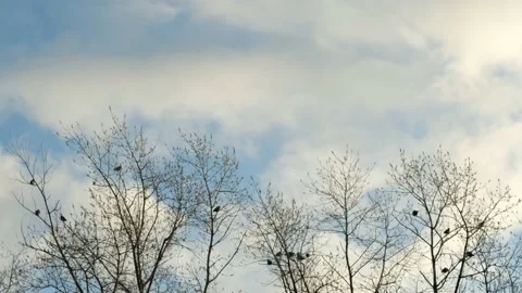 Bare tree canopys swinging in the wind with birds resting in the branches Stock Footage 217872905