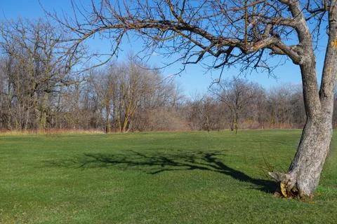 Bare Tree Casting Long Shadow Stock Photos