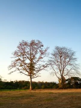 Bare tree on a clear evening Foto stock