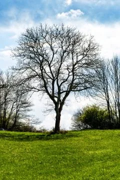 Bare tree in the clearing Stock Photos