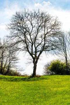 Bare tree in the clearing Stock Photos