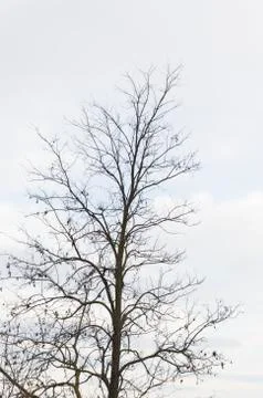 Bare tree with copyspace Stock Photos