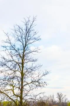 Bare tree with copyspace Stock Photos