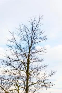 Bare tree with copyspace Stock Photos