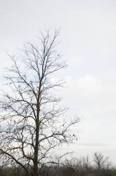 Bare tree with copyspace Stock Photos