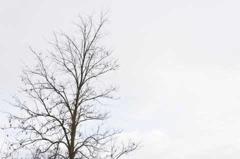Bare tree with copyspace Stock Photos
