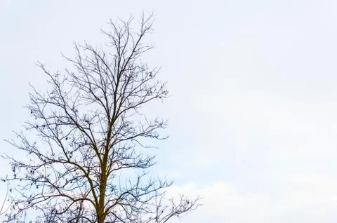 Bare tree with copyspace Stock Photos