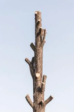 Bare tree with copyspace Stock Photos