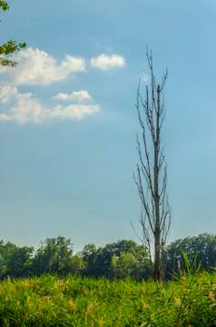 Bare tree with copyspace Stock Photos