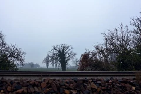 Bare tree covered by ivy framed by plants and a railroad track on a misty d.. Stock Photos