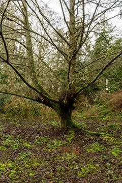 A bare tree covered in moss on a cloudy day Stockfoto's