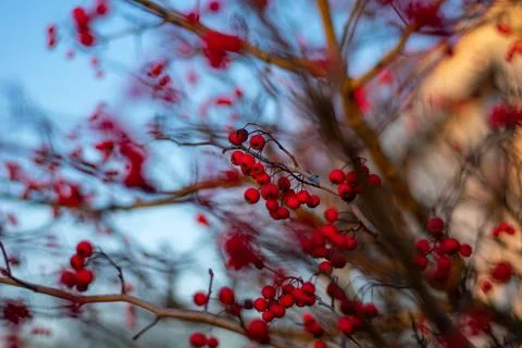 A Bare Tree Covered in Small Red Berries Stock Photos