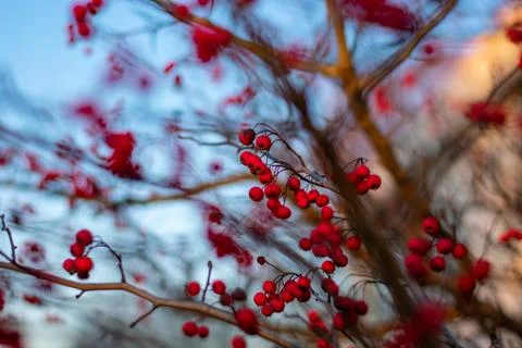 A Bare Tree Covered in Small Red Berries Stock Photos