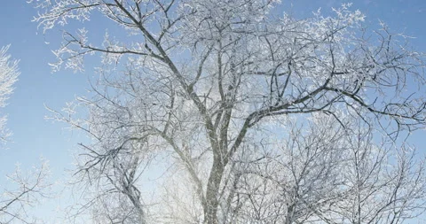 Bare tree covered in snow on a sunny winter day Stock Footage 327760873