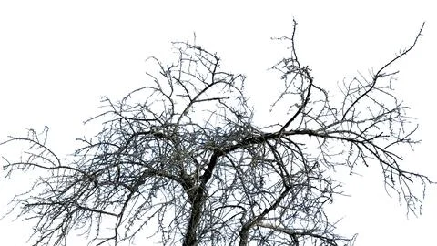 Bare tree crown with a dark forked trunk and dense web of thin twigs spread.. Stock Photos