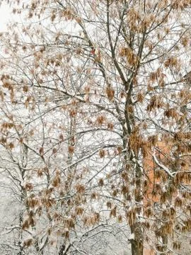 Bare tree crown with seeds. Stock Photos