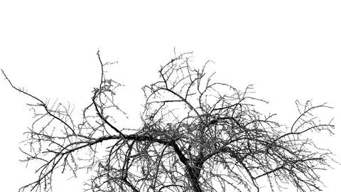 Bare tree crown with tangled thin twigs and spreading branches in black and.. Stock Photos