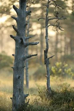 Bare tree with dark bark and few branches in a forest Stock Photos
