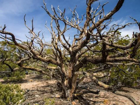 Bare Tree, Desert Tree, Gnarled Branches Stock Photos