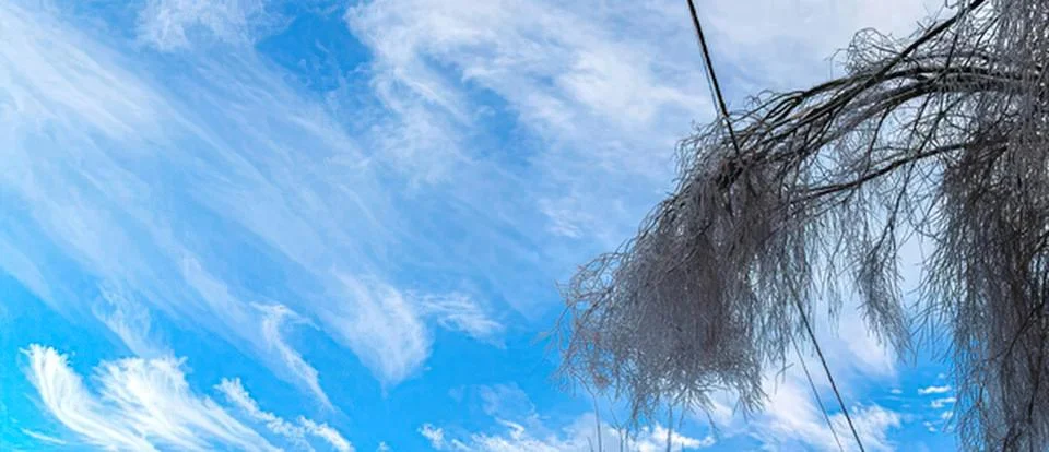 Bare tree with drooping branches under blue sky and clouds Stock Photos
