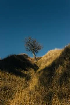 Bare tree in dry grass valley with warm sunlight and shadows Foto stock