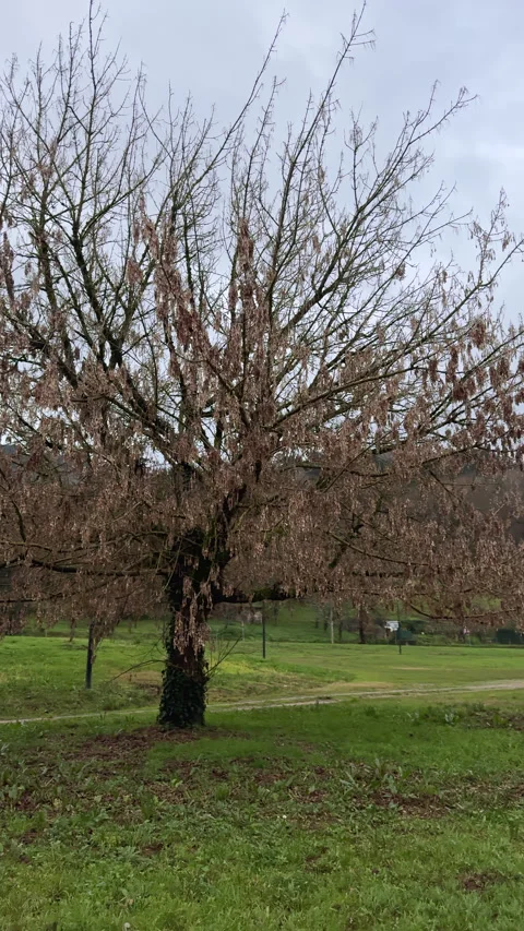 Bare Tree in Early Spring Park Landscape Stock Footage 274439023