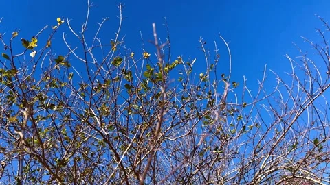 Bare Tree in Early Winter with Bright Blue Sky Stock Footage 295817715