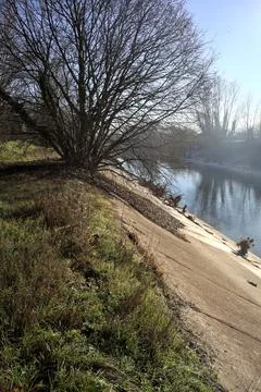Bare tree by the edge of an embankment Stock Photos