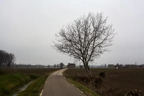 Bare tree by the edge of a road next to a field on a cloudy day in the ital.. Stock Photos