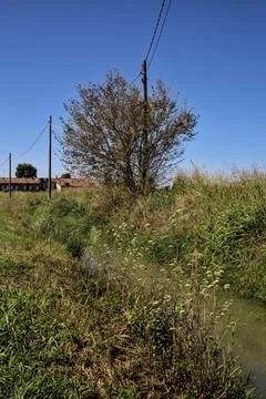 Bare tree by the edge of a stream of water next to a dirt road in the country Stock Photos