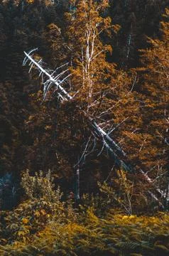 Bare tree fallen in a forest of green trees Stock-Fotos