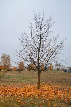 Bare tree with fallen leaves on ground, autumn season and change concept Stock Photos