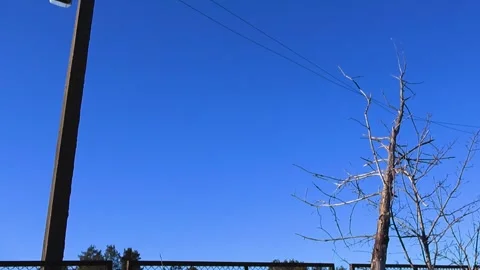 Bare Tree Fallen on a Utility Pole and Power Lines Under a Clear Blue Sky Stock Footage 334101949