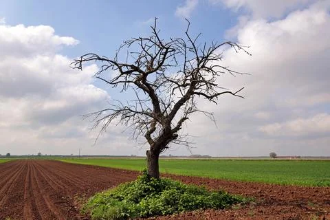 Bare tree on the field Stock Photos
