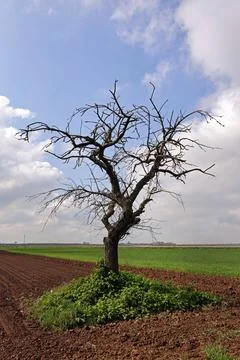 Bare tree on the field Foto stock