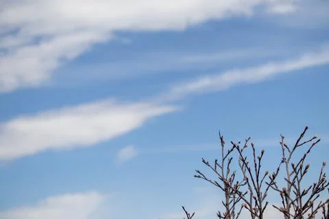 Bare Tree in Field under Blue Cloudy Sky Stock Photos