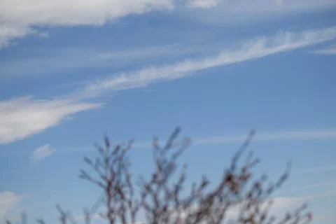 Bare Tree in Field under Blue Cloudy Sky Stock Photos
