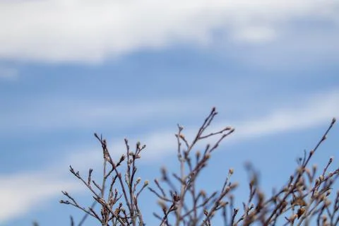 Bare Tree in Field under Blue Cloudy Sky Foto stock