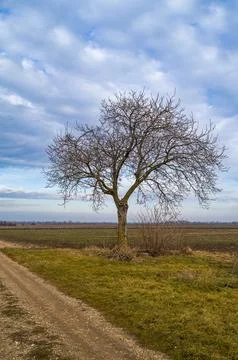Bare Tree, Fields, and Sky. Stock Photos