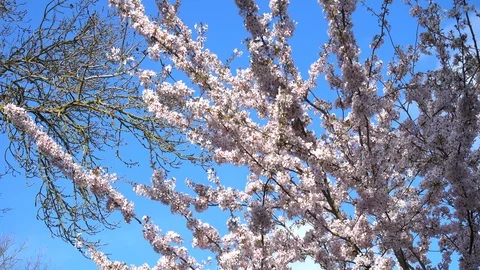 Bare tree to a flowering cherry blossom tree, blowing gently in the breeze. 스톡 동영상 105576903