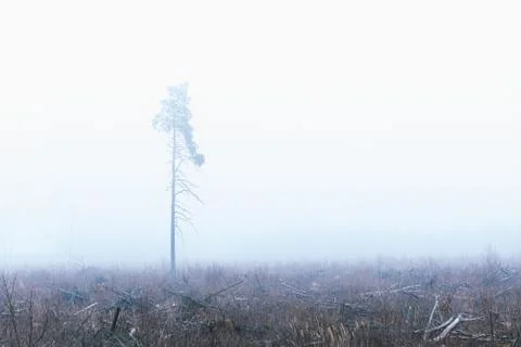Bare tree in the fog. Stock Photos