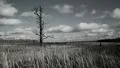 Bare tree HD Footage