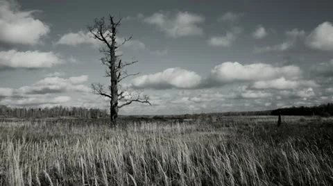 Bare tree 스톡 동영상 12360154