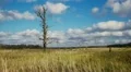 Bare tree HD Footage