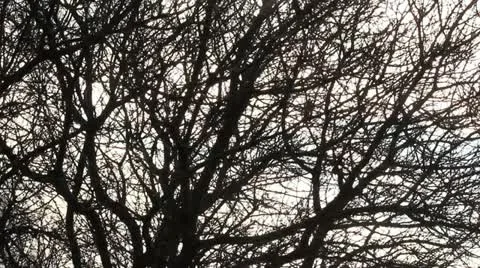 BARE TREE Stock Footage 13523039
