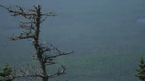 Bare tree Stock Footage 171341174