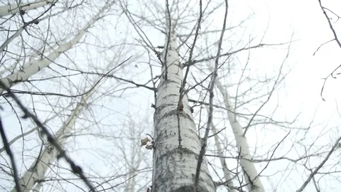 Bare tree in forest Stock Footage 79792288