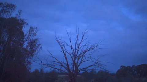 Bare tree in a forest at night Stock Footage 87120225